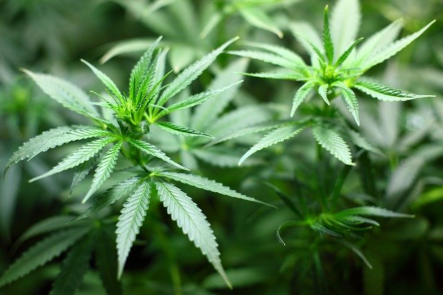 Cannabis ad uso terapeutico, cosa prevede la normativa italiana