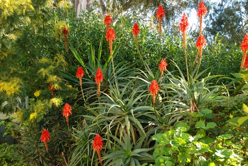 Alla scoperta dell'Aloe Arborescens e dei suoi prezzi
